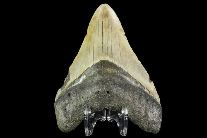 Fossil Megalodon Tooth - North Carolina #109859